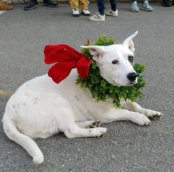 Jingle All the Way to the Village Green at The Pinehills