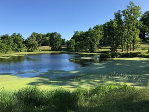 Plein air at Pronio Family Farm
