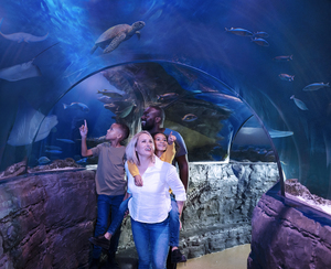Splash Into Last-Minute Summer Savings at SEA LIFE Grapevine