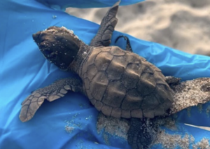 Mini-Me Science: Into the Wild – Florida Coastlines