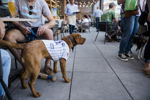 Yappy Hour at Alma at Hotel Zachary