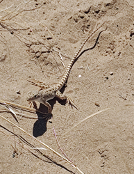 Guided Hike of Rinconada Canyon