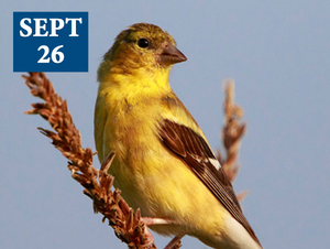 Fall Migration Birding Tour at Pope Farm Conservancy
