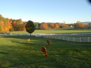 New Pond Farm Education Center's Oktoberfest