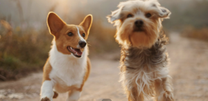 Wynwood Dog Days: A Free Dog-Friendly Community Celebration in Miami