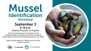 More about Mussels Workshop