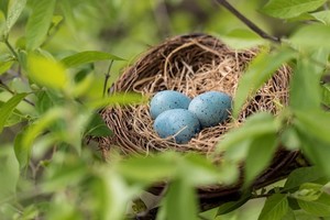 Preschool Explorers: Nifty Nests