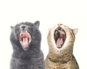 Preschool Explorers: What Big Teeth You Have