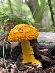 Nature Hike: Fungi