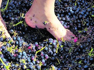 Grape Stomping Festival at Laurita Winery September 12 & 13