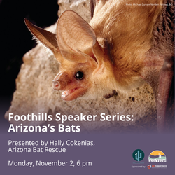 Foothills Speaker Series: Arizona's Bats