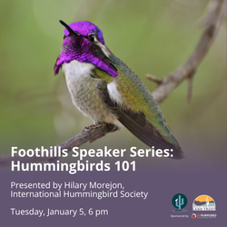 Foothills Speaker Series: Hummingbirds 101