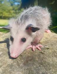 Animal Yoga Fun - Join Wildlands Conservancy's PreK Pathfinders!