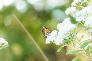 5th Annual Monarch Festival