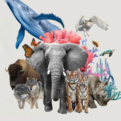 Carnival of the Nearly Extinct Animals