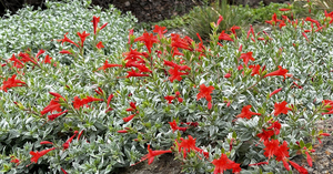 The California Native Garden