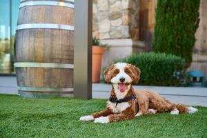 Yappy Hour at Olive & Hay: Paws on the Patio