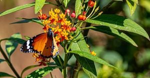 Virtual Gardening Lecture: Pollinator Parkways