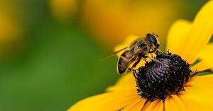 Virtual Gardening Lecture – Author Talk: Grass Isn’t Greener: Nurturing Nature at Home
