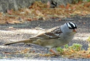 Birding Broad Run Stream Valley Park