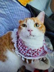 25 Cats from Qatar