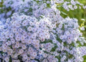 Plant Sale at Owl's Hill