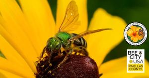 Citizen Science: Pinellas Bee City