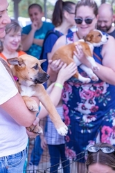 Raise a Glass for Rescue Animals at AAWL's Annual AleWagger Celebration on Sept. 26
