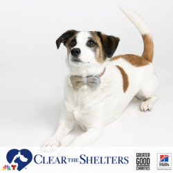 Clear the Shelters