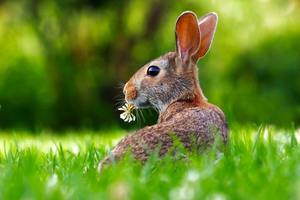 Books & Bunnies (Ages 4+)