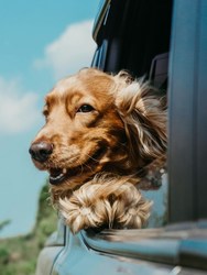 Stories on Stage presents "Who’s a Good Boy?"