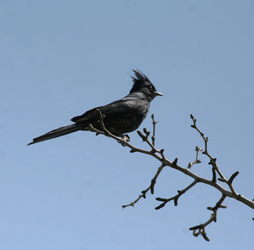 Birding Canoa Ranch