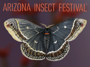 Arizona Insect Festival