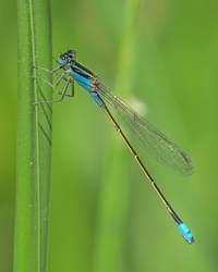Dragons and Damsels of El Rio Preserve