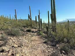 Desert Ecology Hike – Robles Pass