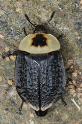 Nature Stories: Insects and Spiders