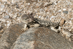 Nature Stories: Leaping Lizards Fall Break Family Program