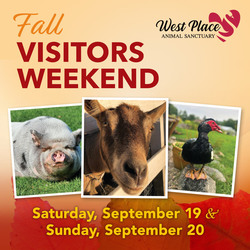 Fall Visitors Weekend