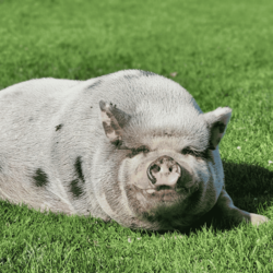 Fall Visitors Weekend at West Place Animal Sanctuary