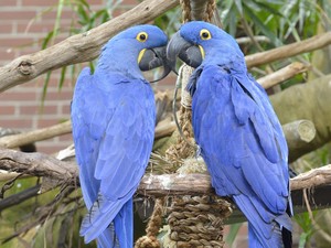 21  Champagne Brunch: Birds & Bubbly
