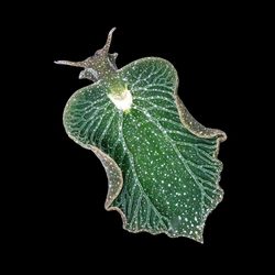 Online Lecture: Solar-Powered Sea Slugs