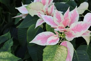 Poinsettia Exhibit at theBotanical Gardens