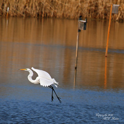 Meadowlands Birding Festival