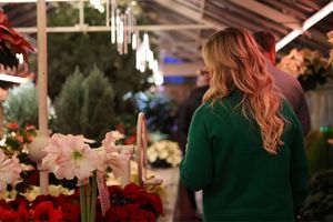 Poinsettias After Dark