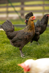 Coffee & Conversation: Backyard Chickens