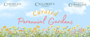 Curated Perennial Gardens