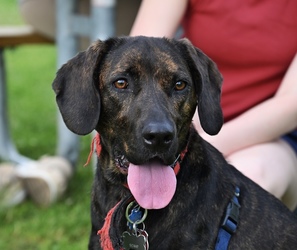 Doggie Date Night at Dan Ryan Woods- October 2