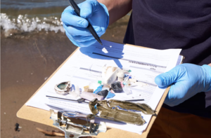 Gathering Along the Shore: a beach cleanup & art activism conversation | Sept 19, 2026 | Fitz Books