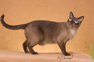 The International Feline Showcase annual Corpus Christi Cat Show