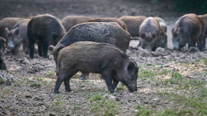 Wild Hog Hunting Workshop Sept. 23, 2023 outside of Gonzales, Texas